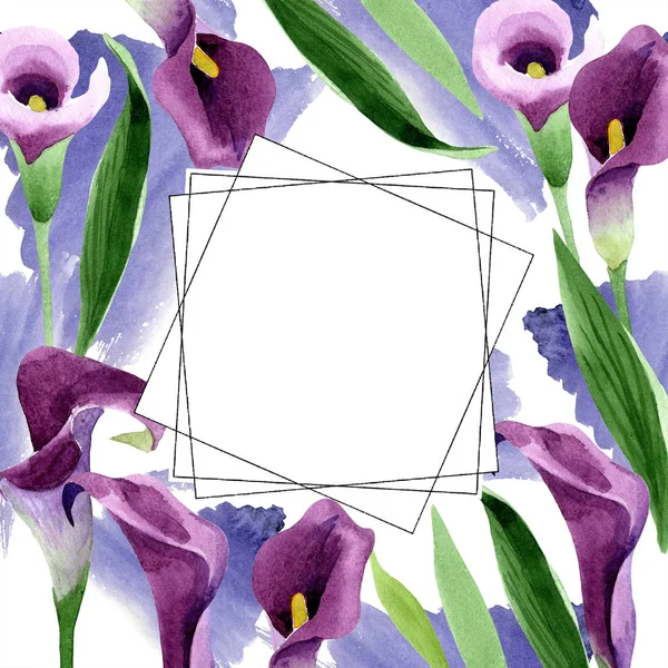 Aquarela flor calas roxo. Floral flor botânica. Quadro borda ornamento quadrado . — Fotografia de Stock