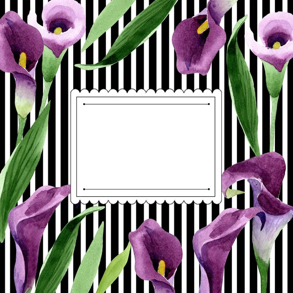 Watercolor purple callas flower. Floral botanical flower. Frame border ornament square. — Stock Photo, Image