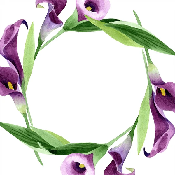 Acuarela flor de calas púrpura. Flor botánica floral. Marco borde ornamento cuadrado . — Foto de Stock