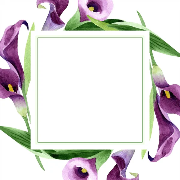 Aquarela flor calas roxo. Floral flor botânica. Quadro borda ornamento quadrado . — Fotografia de Stock