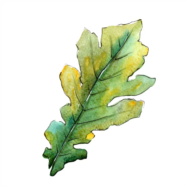 Podzimní zelený dubový list. Listy rostlin Botanická zahrada květinové listy. Izolované ilustrace prvek. — Stock fotografie