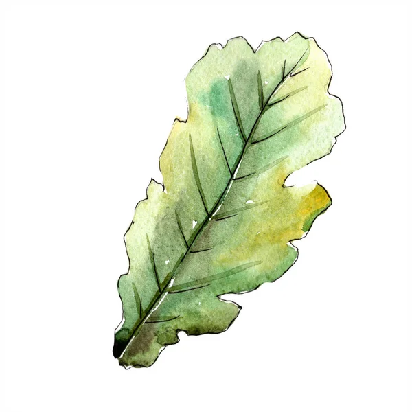 Foglia di quercia verde autunno. Foglia vegetale orto botanico fogliame floreale. Elemento di illustrazione isolato . — Foto Stock