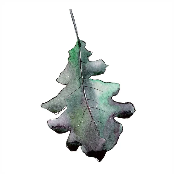 가 녹색 오크 겹 판 식물 잎 식물원 꽃 단풍입니다. 고립 된 그림 요소. — 스톡 사진