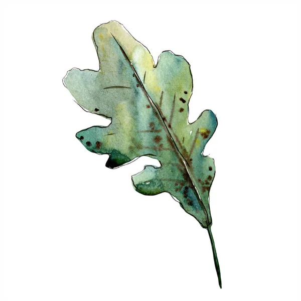 Φθινόπωρο πράσινο φύλλο βελανιδιάς. Φύλλο φυτού Βοτανικός Κήπος floral φύλλωμα. Απομονωμένη εικονογράφηση στοιχείο. — Φωτογραφία Αρχείου