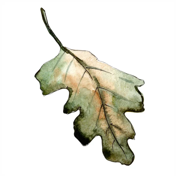 Jesień, zielony liść dębu. Liść roślina botaniczny ogród kwiatowy liści. Element ilustracja na białym tle. — Zdjęcie stockowe