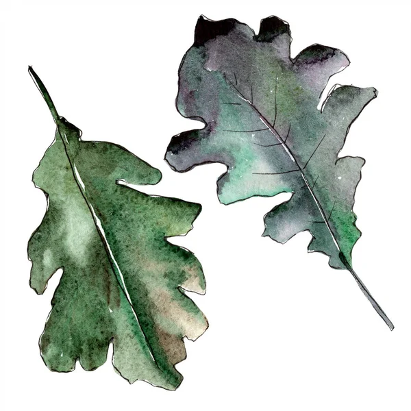 秋の緑のオークの葉。葉植物植物園花葉。孤立した図の要素. — ストック写真