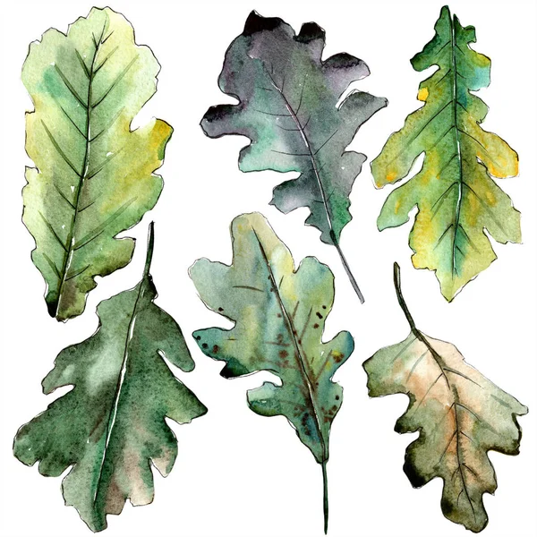 Осенний лист зеленого дуба. Цветочная листва ботанического сада. Изолированный элемент иллюстрации . — стоковое фото