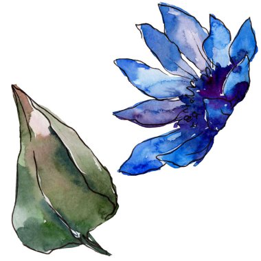 Sulu boya renkli güller çiçek. Botanik çiçek. İzole illüstrasyon öğesi. Arka plan, doku, sarıcı desen, çerçeve veya kenarlık için Aquarelle kır çiçeği.