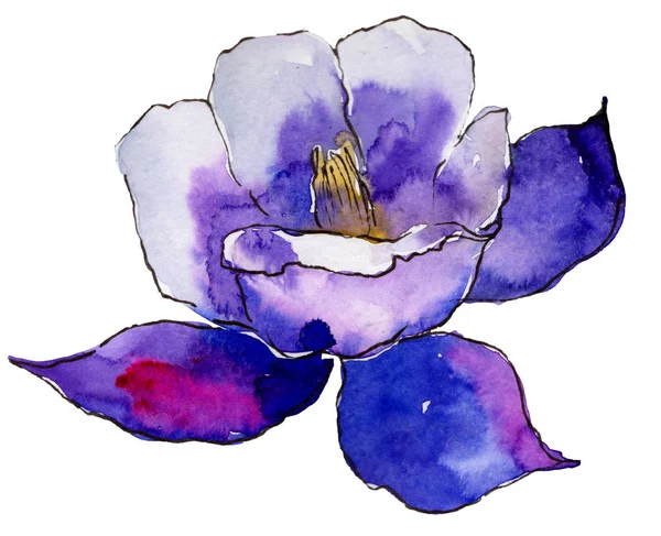 Aquarelle Bleu Aquilegia Fleur Fleur Botanique Florale Élément Illustration Isolé — Photo