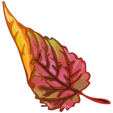 Vektör sonbahar sarı ve kırmızı yaprakları. Yaprak bitki botanik bahçe çiçek yaprakları. İzole illüstrasyon öğesi. Arka plan, doku, sarıcı desen, çerçeve veya sınır vektör yaprak.