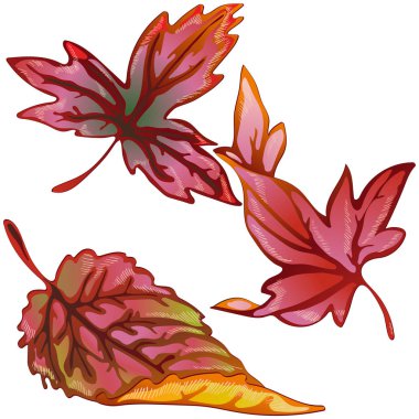 Vektör sonbahar sarı ve kırmızı yaprakları. Yaprak bitki botanik bahçe çiçek yaprakları. İzole illüstrasyon öğesi. Arka plan, doku, sarıcı desen, çerçeve veya sınır vektör yaprak.