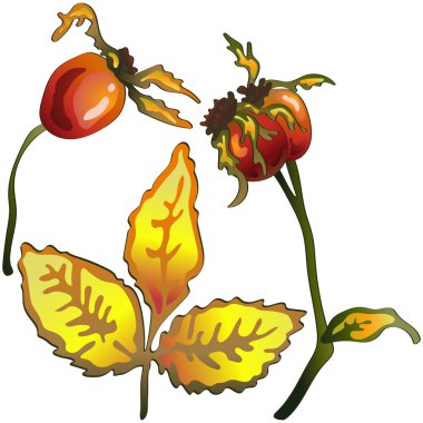 Vektör sarı Kuşburnu yaprakları sonbahar ve bitki. Yaprak bitki botanik bahçe çiçek yaprakları. İzole illüstrasyon öğesi. Arka plan, doku, sarıcı desen, çerçeve veya sınır vektör yaprak.