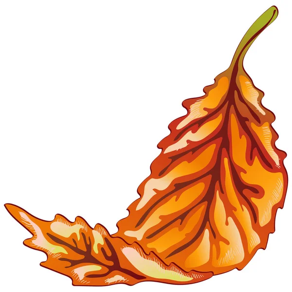 Векторные Осенние Желтые Красные Листья Цветочная Листва Ботанического Сада Изолированный — стоковый вектор