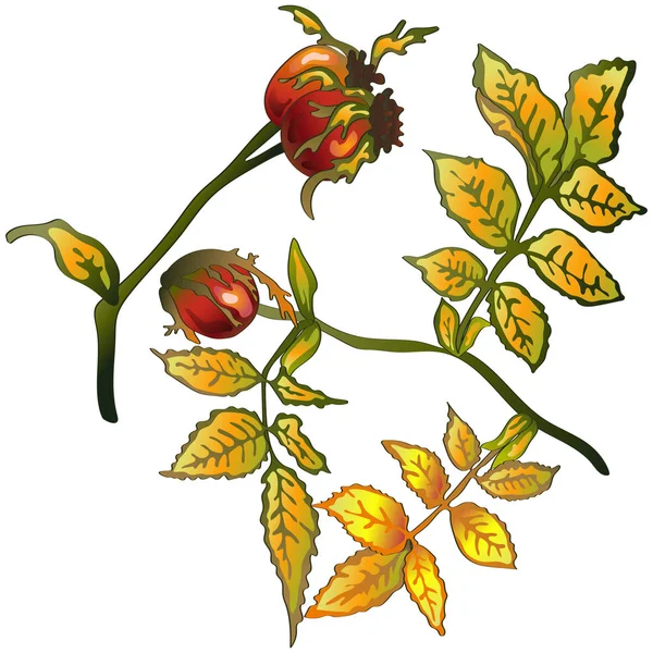 Vektor Herbstliche Gelbe Hagebuttenblätter Blattpflanze Botanischer Garten Florales Laub Isoliertes — Stockvektor