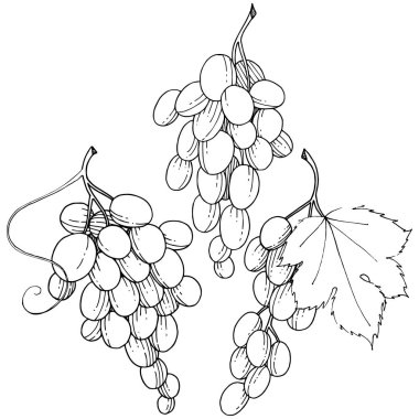 Üzüm sağlıklı gıda izole bir vektör tarzı. Meyve tam adı: üzüm. Vektör arka plan, doku, sarıcı desen veya menü yabani meyve.