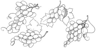 Üzüm sağlıklı gıda izole bir vektör tarzı. Meyve tam adı: üzüm. Vektör arka plan, doku, sarıcı desen veya menü yabani meyve.