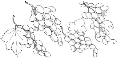 Üzüm sağlıklı gıda izole bir vektör tarzı. Meyve tam adı: üzüm. Vektör arka plan, doku, sarıcı desen veya menü yabani meyve.