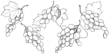 Üzüm sağlıklı gıda izole bir vektör tarzı. Meyve tam adı: üzüm. Vektör arka plan, doku, sarıcı desen veya menü yabani meyve.