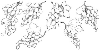 Üzüm sağlıklı gıda izole bir vektör tarzı. Meyve tam adı: üzüm. Vektör arka plan, doku, sarıcı desen veya menü yabani meyve.