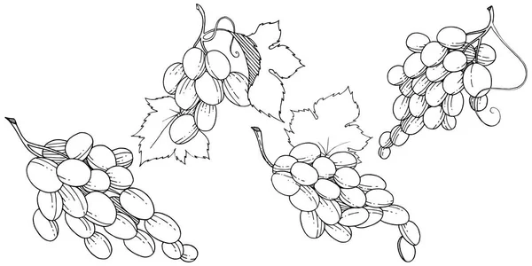 Raisin Alimentation Saine Dans Style Vectoriel Isolé Nom Complet Fruit — Image vectorielle