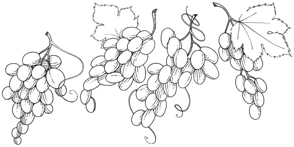 Uva Alimentos Saludables Estilo Vectorial Aislado Nombre Completo Fruta Uva — Archivo Imágenes Vectoriales