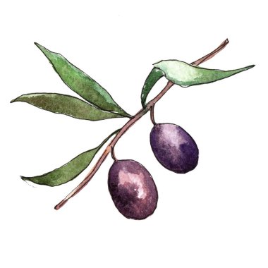 Zeytin ağacı suluboya tarzında. İzole illüstrasyon öğesi. Bitki tam adı: bir zeytin ağacı dalı. Arka plan, doku, sarıcı desen, çerçeve veya kenarlık için Aquarelle zeytin ağacı.