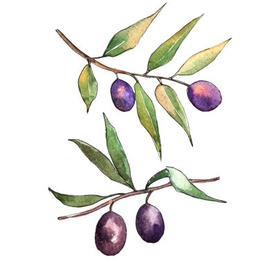 Zeytin ağacı suluboya tarzında. İzole illüstrasyon öğesi. Bitki tam adı: bir zeytin ağacı dalı. Arka plan, doku, sarıcı desen, çerçeve veya kenarlık için Aquarelle zeytin ağacı.
