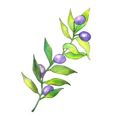 Zeytin ağacı suluboya tarzında. İzole illüstrasyon öğesi. Bitki tam adı: bir zeytin ağacı dalı. Arka plan, doku, sarıcı desen, çerçeve veya kenarlık için Aquarelle zeytin ağacı.
