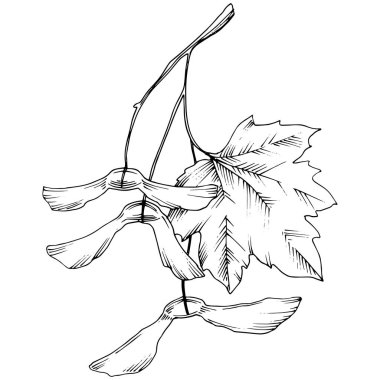 Vektör yaprak. Yaprak bitki botanik bahçe çiçek yaprakları. İzole illüstrasyon öğesi. Arka plan, doku, sarıcı desen, çerçeve veya sınır vektör yaprak.