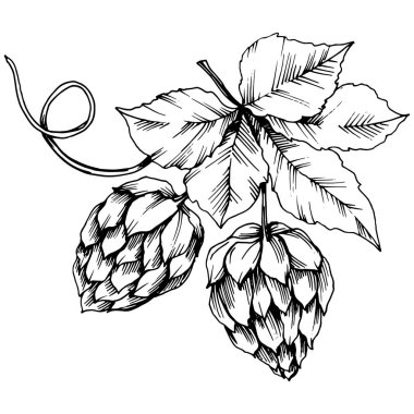 Vektör yaprak. Yaprak bitki botanik bahçe çiçek yaprakları. İzole illüstrasyon öğesi. Arka plan, doku, sarıcı desen, çerçeve veya sınır vektör yaprak.