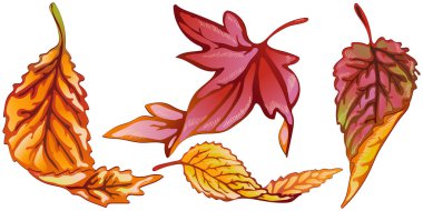 Vektör sonbahar sarı ve kırmızı yaprakları. Yaprak bitki botanik bahçe çiçek yaprakları. İzole illüstrasyon öğesi. Arka plan, doku, sarıcı desen, çerçeve veya sınır vektör yaprak.