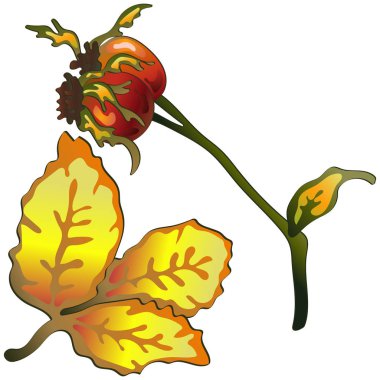 Vektör sarı Kuşburnu yaprakları sonbahar ve bitki. Yaprak bitki botanik bahçe çiçek yaprakları. İzole illüstrasyon öğesi. Arka plan, doku, sarıcı desen, çerçeve veya sınır vektör yaprak.