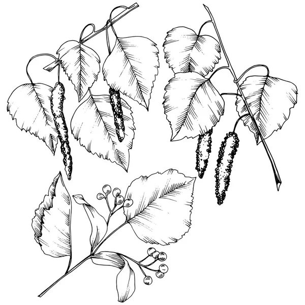 ベクトル紅葉 葉植物植物園花葉 孤立した図の要素 テクスチャ ラッパー パターン フレームや境界線のベクトルの葉 — ストックベクタ