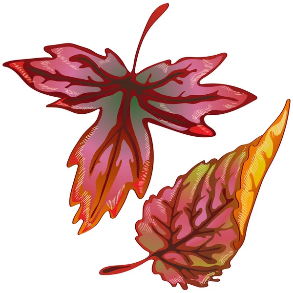 黄色と赤のベクトル秋葉 葉植物植物園花葉 孤立した図の要素 テクスチャ ラッパー パターン フレームや境界線のベクトルの葉 — ストックベクタ