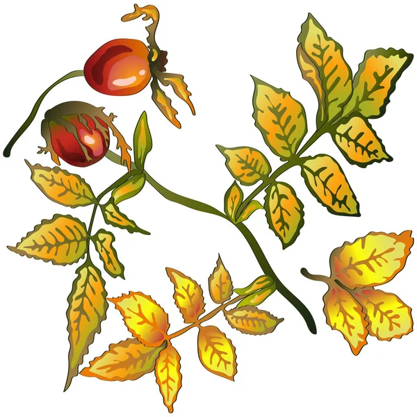 Vecteur Automne Jaune Rose Feuilles Hanche Plante Feuillage Floral Jardin — Image vectorielle