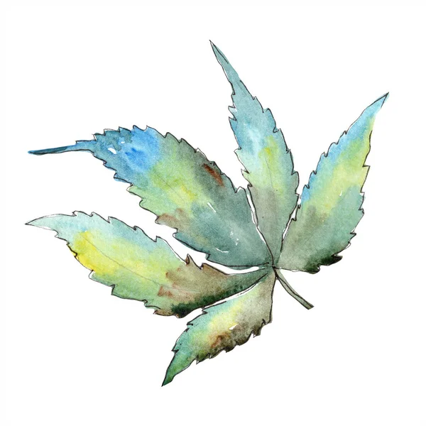 Watercolor Green Cannabis Leaves Leaf Plant Botanical Garden Floral Foliage — Stock Photo, Image