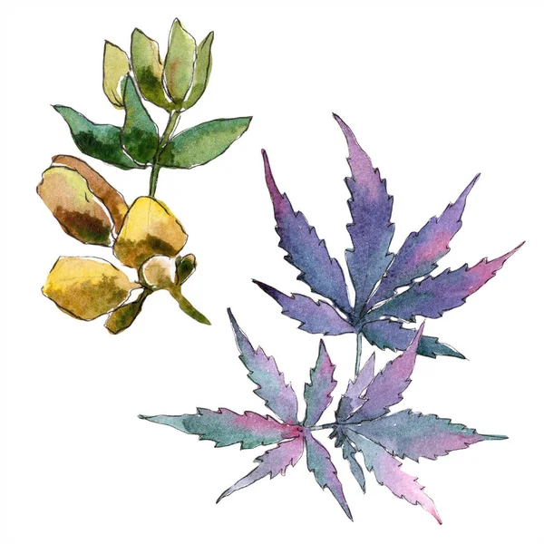 Sulu boya yeşil esrar bırakır. Yaprak bitki botanik bahçe çiçek yaprakları. İzole illüstrasyon öğesi. Aquarelle yaprak için arka plan, doku, sarıcı desen, çerçeve veya kenarlık.