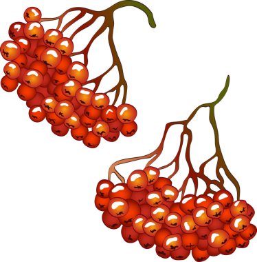 Vektör sonbahar kırmızı üvez (bitki) bitki. Üvez (bitki) Botanik Bahçe çiçek bitki örtüsü bitki. İzole illüstrasyon öğesi. Arka plan, doku, sarıcı desen, çerçeve veya sınır vektör bitki.