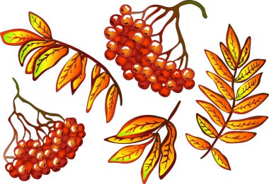 Vektör sonbahar sarı sorbus yaprakları ve kırmızı meyveler. Yaprak bitki botanik bahçe çiçek yaprakları. İzole illüstrasyon öğesi. Arka plan, doku, sarıcı desen, çerçeve veya sınır vektör yaprak.