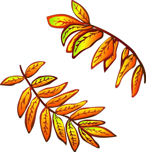 Vector Autumn Yellow Sorbus Leaves Red Berries Leaf Plant Botanical — Stock Vector