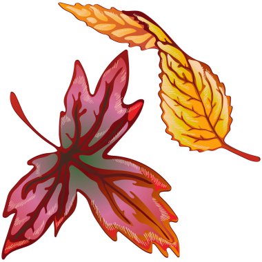 Vektör sonbahar sarı ve kırmızı yaprakları. Yaprak bitki botanik bahçe çiçek yaprakları. İzole illüstrasyon öğesi. Arka plan, doku, sarıcı desen, çerçeve veya sınır vektör yaprak.