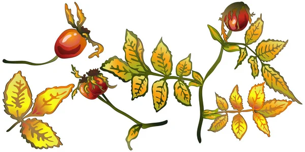 Vecteur Automne Jaune Rose Feuilles Hanche Plante Feuillage Floral Jardin — Image vectorielle