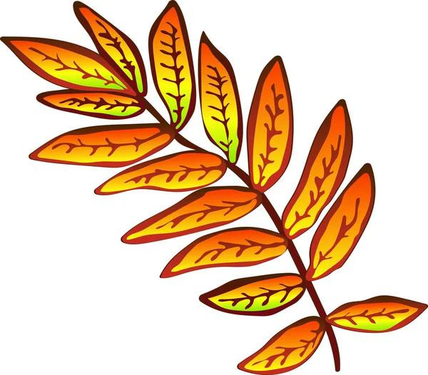 Feuilles Sorbus Jaune Automne Vecteur Baies Rouges Feuillage Floral Jardin — Image vectorielle