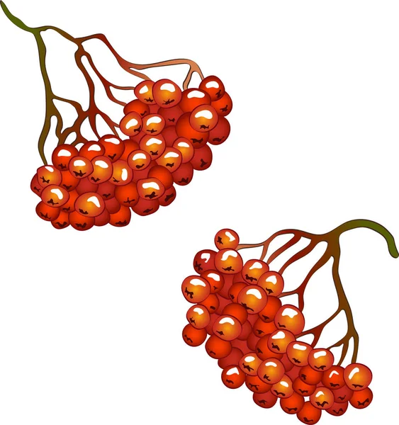 Usine Sorbus Rouge Automne Vecteur Sorbus Plante Jardin Botanique Feuillage — Image vectorielle