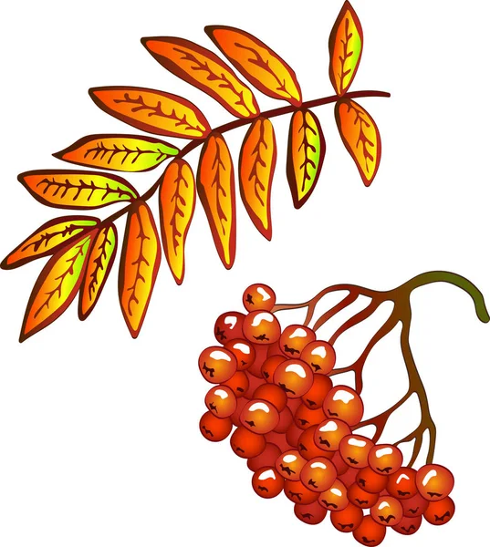 Vektor Őszi Sárga Sorbus Levelek Piros Bogyós Gyümölcsök Leveles Növény — Stock Vector