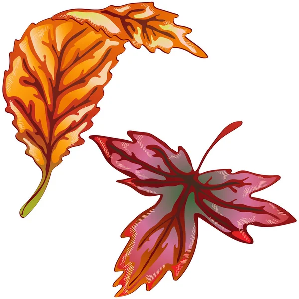 Διάνυσμα Φθινοπωρινά Κίτρινα Και Κόκκινα Φύλλα Φύλλο Φυτού Βοτανικός Κήπος — Διανυσματικό Αρχείο
