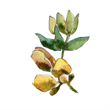 Sulu boya yeşil esrar bırakır. Yaprak bitki botanik bahçe çiçek yaprakları. İzole illüstrasyon öğesi. Aquarelle yaprak için arka plan, doku, sarıcı desen, çerçeve veya kenarlık.