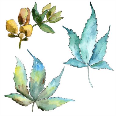 Sulu boya yeşil esrar bırakır. Yaprak bitki botanik bahçe çiçek yaprakları. İzole illüstrasyon öğesi. Aquarelle yaprak için arka plan, doku, sarıcı desen, çerçeve veya kenarlık.