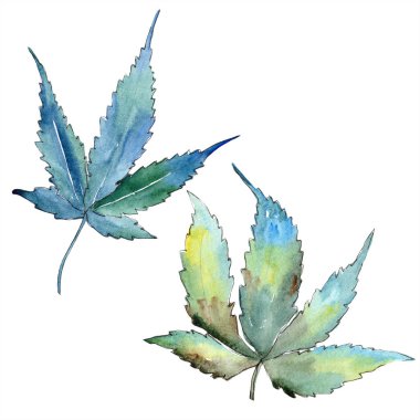 Sulu boya yeşil esrar bırakır. Yaprak bitki botanik bahçe çiçek yaprakları. İzole illüstrasyon öğesi. Aquarelle yaprak için arka plan, doku, sarıcı desen, çerçeve veya kenarlık.