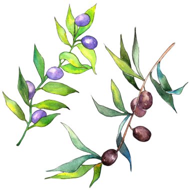 Zeytin ağacı suluboya tarzında. İzole illüstrasyon öğesi. Bitki tam adı: bir zeytin ağacı dalı. Arka plan, doku, sarıcı desen, çerçeve veya kenarlık için Aquarelle zeytin ağacı.